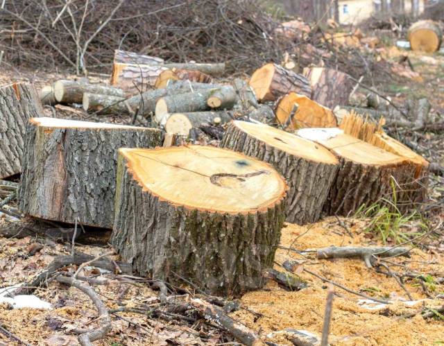 Расчистка участка/Пилка деревьев/Корчевание/Планировка участка /Дренаж ...