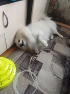 ����. ����