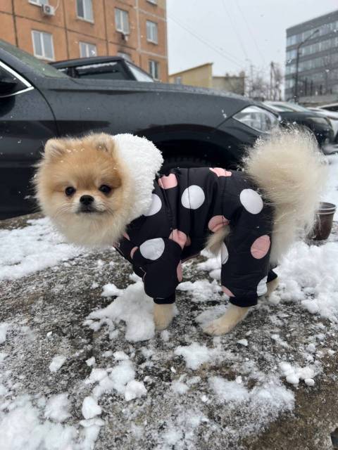 Кобель померанский шпиц вязка документы - Вязка во Владивостоке