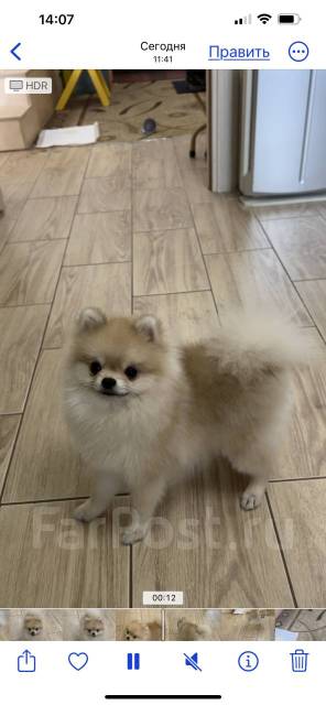 Кобель померанский шпиц вязка документы - Вязка во Владивостоке