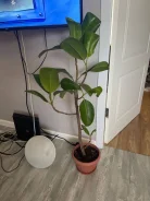 �����. ����