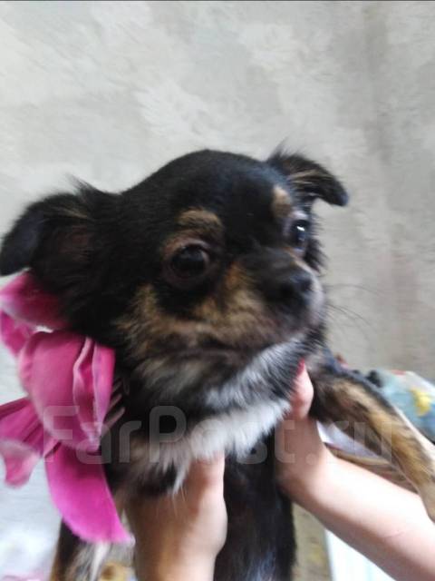 Кобель чихуахуа для вязки во Владивостоке