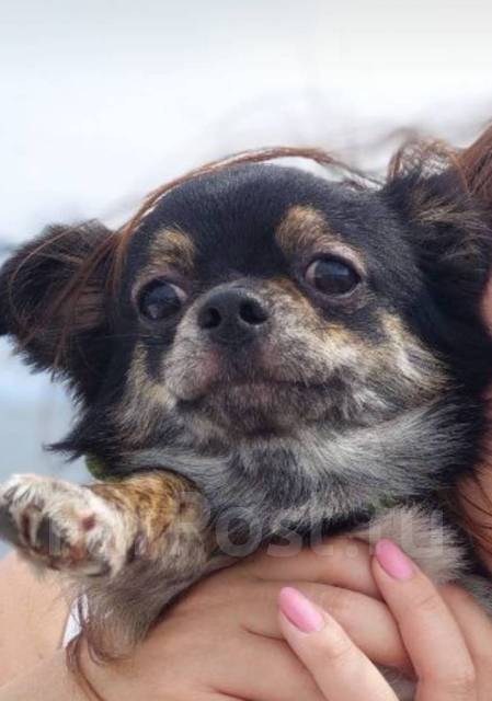 Кобель чихуахуа для вязки во Владивостоке