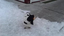 ������. ����