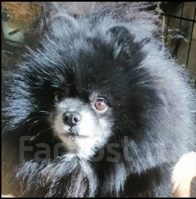 Шпиц вязка в Хабаровске