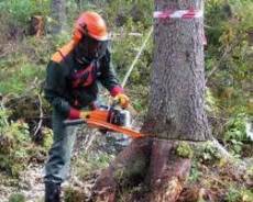 ������� ����, �������. ��� �������. �������� ����