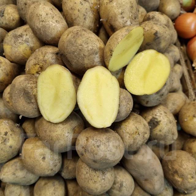 Продам Картофель сорт Гала 24р - Домашние продукты в Хабаровске