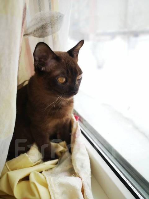 Соболь бурма, под заказ. Цена: 47 000₽ во Владивостоке