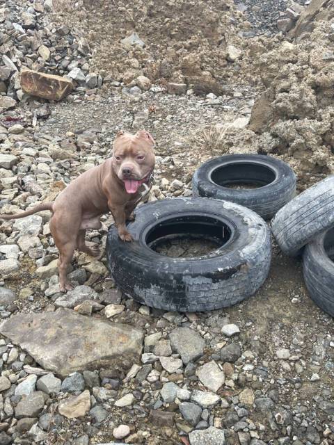 Вязка собак - Вязка во Владивостоке