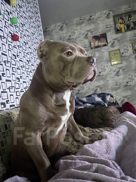 Вязка собак - Вязка во Владивостоке