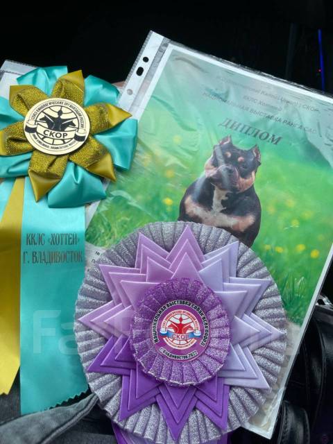 Вязка собак - Вязка во Владивостоке