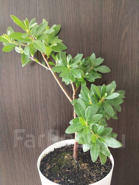 Азалия розовая, взрослый пушистый куст - Растения во Владивостоке