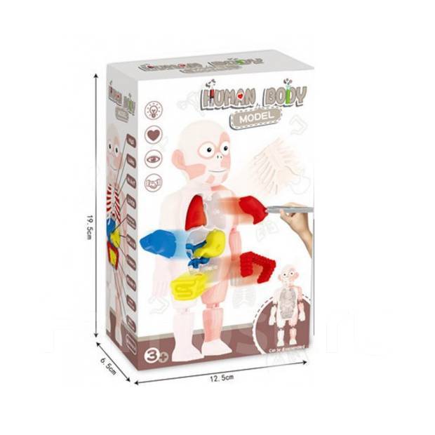 Игра "Анатомия человека " - Игрушки в Уссурийске