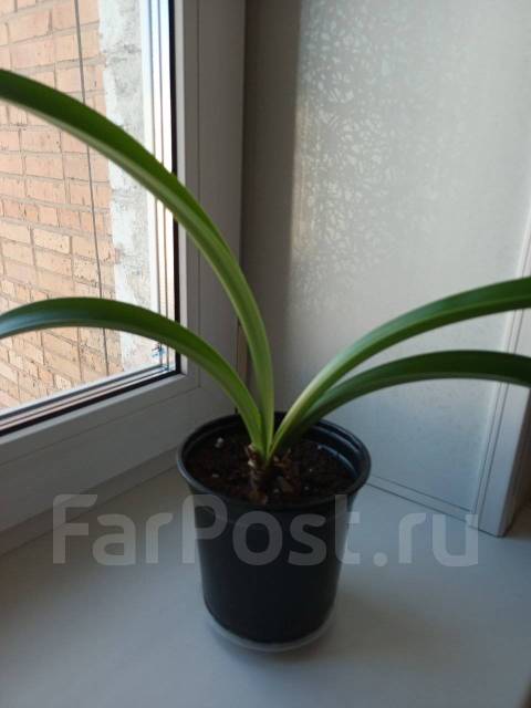 Комнатные растения Амариллис луковицы, в наличии. Цена: 400₽ во ...