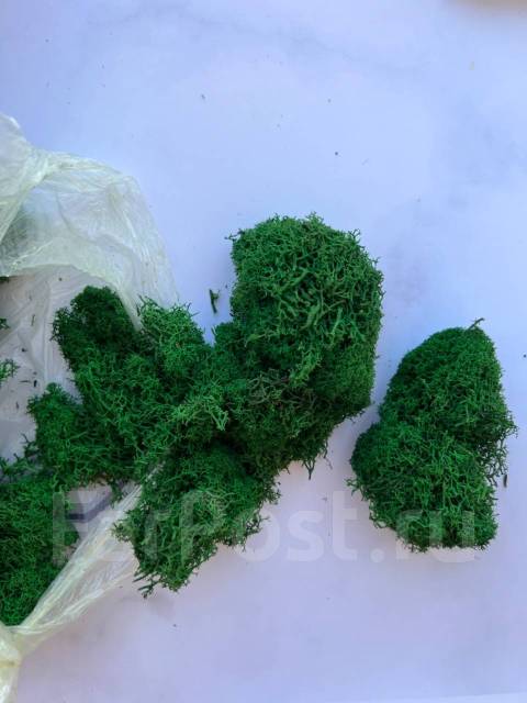 Стабилизированный мох (ягель) - Другое во Владивостоке