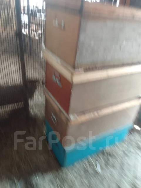 ����� ��� �����. ����