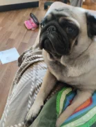����. ����