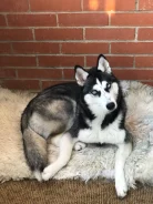 �����. ����
