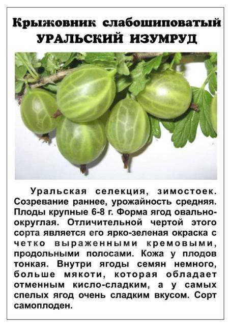 Крыжовник описание сортов фото