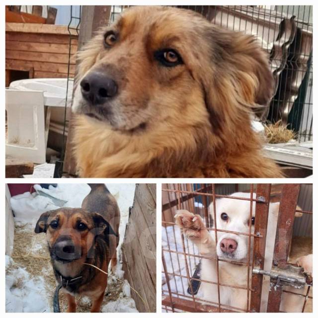 Собаки из приюта в добрые руки во Владивостоке