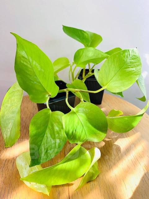 Эпипремнум Golden Pothos