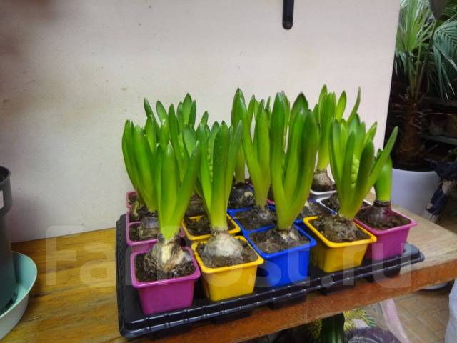 Гиацинт под заказ. Цена: 360₽ во Владивостоке