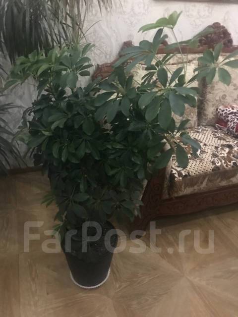 Цветок шефлера - Растения во Владивостоке
