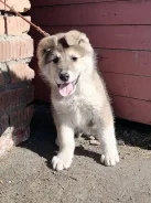 �����. ����