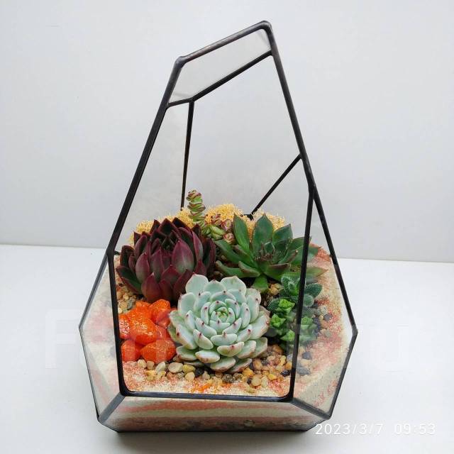 Суккуленты композицией, в наличии. Цена: 3 200₽ во Владивостоке