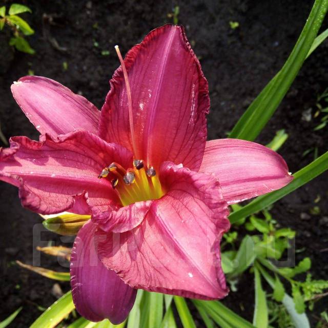 Продам земельный участок (ДАЧА) - Продажа земельных участков в Уссурийске