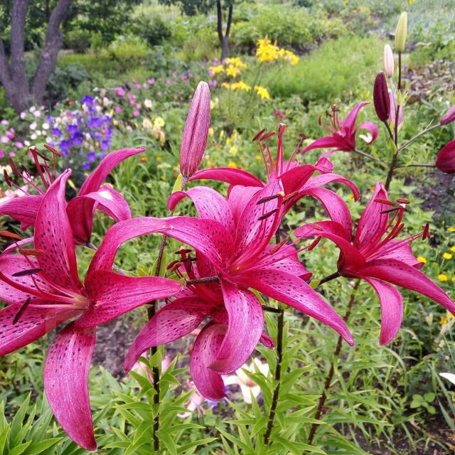 Продам земельный участок (ДАЧА) - Продажа земельных участков в Уссурийске