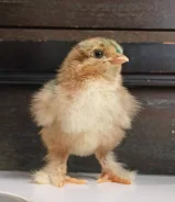 ����. ����