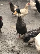 ����. ����
