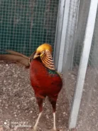 ������. ����