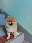 ����. ����
