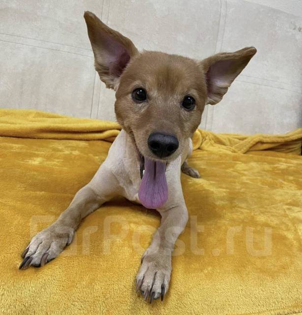 Стрижка собак - бережный и индивидуальный подход во Владивостоке