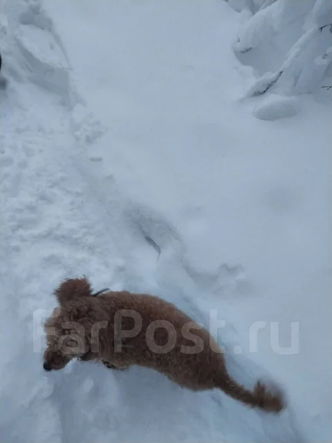 ������. ����