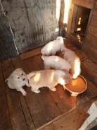 �����. ����