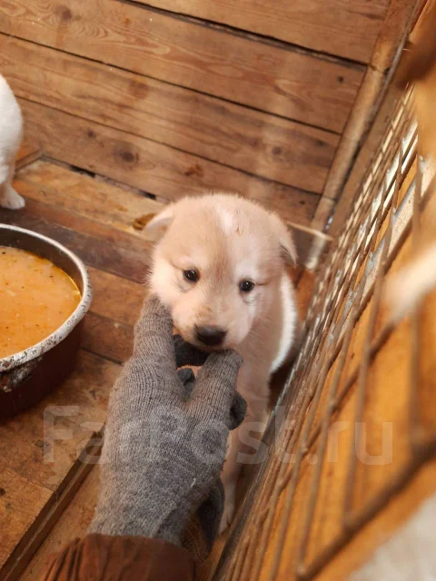 �����. ����