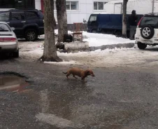 �����. ����