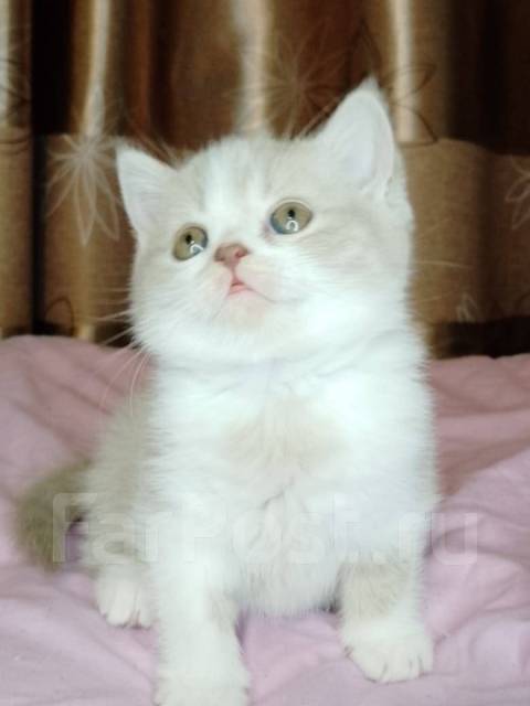 Шотландский кот прямоухий персиковый фото