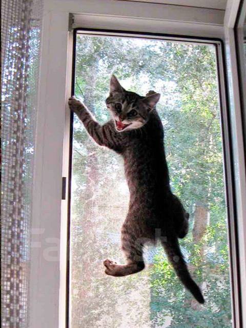 Изготовление москитных сеток, ремонт, новый, в наличии. Цена: 500₽ в ...