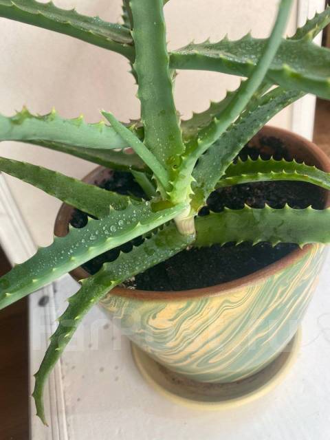 Продам суккуленты алоэ - Растения во Владивостоке