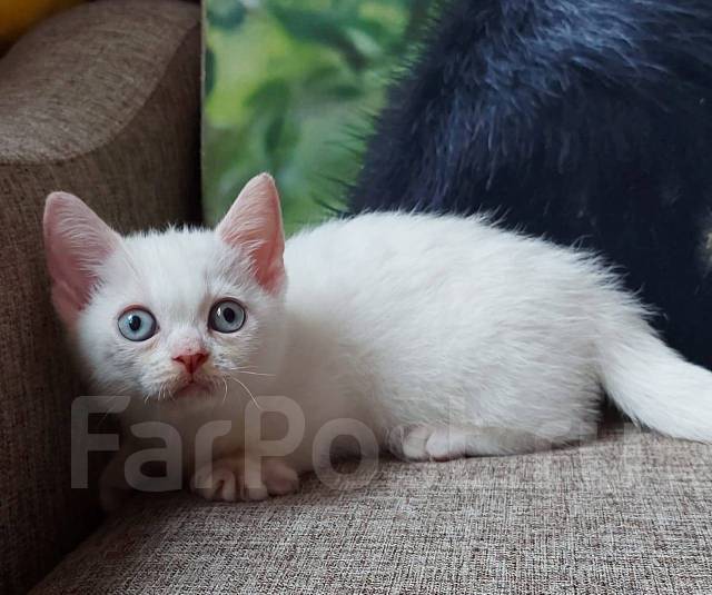 Манчкин, в наличии во Владивостоке