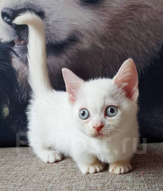 Манчкин, в наличии во Владивостоке