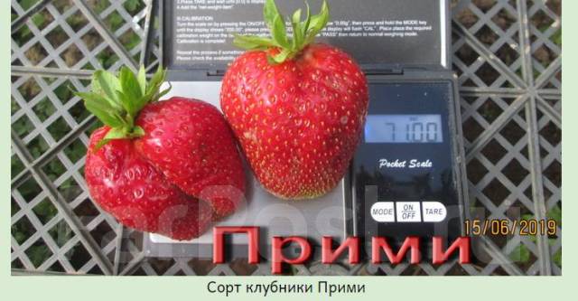 Клубника прими описание сорта фото отзывы