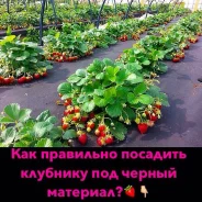 ����������� ��������. ��� ����� �� ���������� ����