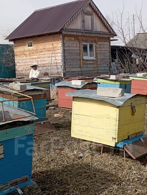 Срочно продам пчел, в наличии. Цена: 700₽ в Хабаровске