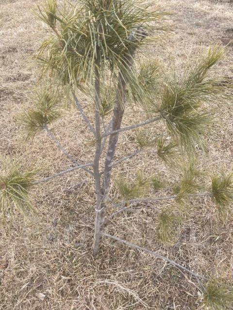 Сосна кедровая, новый, в наличии во Владивостоке