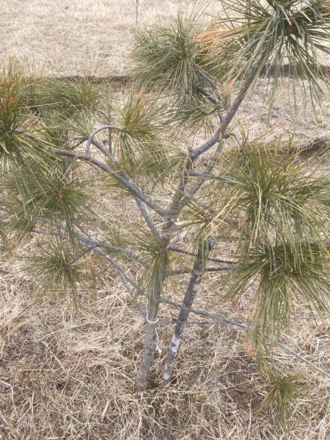 Сосна кедровая, новый, в наличии во Владивостоке